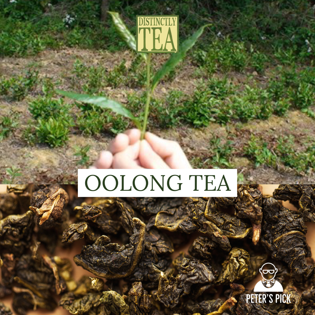 Peter picks oolong tea distinctly tea inc