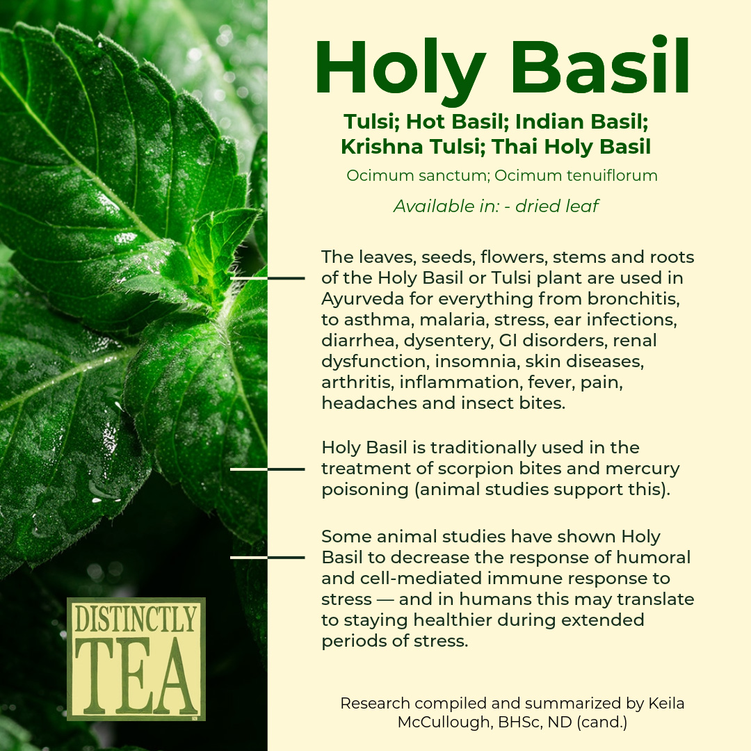 Holy Basil Tulsi; Hot Basil; Indian Basil; Krishna Tulsi; Thai Holy Basil