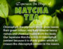 experience the magic of matcha Distinctly tea